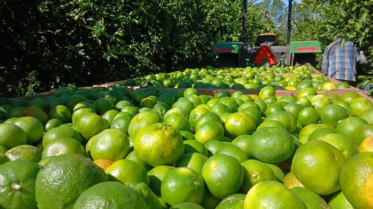 Cosecha de mandarinas en Mendoza